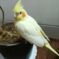 عروس هلندی نژاد لوتینو