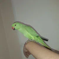 طوطی ملنگوی چست و چابک