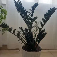 گل زاموفیلا|گل و گیاه طبیعی|تبریز, |دیوار