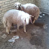 اهواز