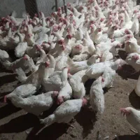 مرغ سفید تخمگذار|حیوانات مزرعه|نوشین شهر, |دیوار