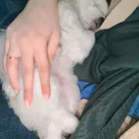 شیتزو عروسکی