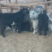 48عدد کهره نر چاق جفتی 80کیلو