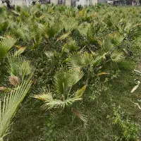 پالم واشنگتن تنه قرمز ۲ساله