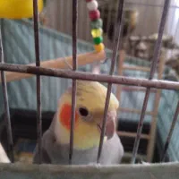 عروس هلندی سخن گو