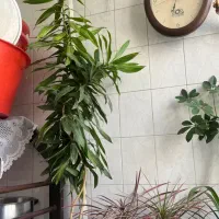 گلهای سالم و سرحال|گل و گیاه طبیعی|اراک, |دیوار