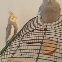 جفت عروس هلندی دستی