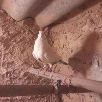 کفتر تهرانی|پرنده|پاکدشت, حصار امیر|دیوار