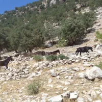 سلام گم شدن درصورت ۴۰ملیون مژدگانی داده میشود|حیوانات|اندیکا, |دیوار