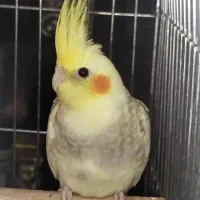 جوجه عروس هلندی