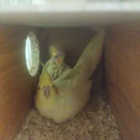 دو جفت عروس هلندی هر دو جفت با جوجه|پرنده|سبزوار, قلعهنو دهزار|دیوار