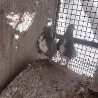 خوشرنگ الماسی یال چپ سبز پرشی پلاکی|پرنده|کوه چنار, |دیوار