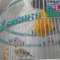 سهره خاکستری