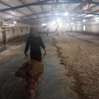 کود مرغی گوشتی خشک سالنی