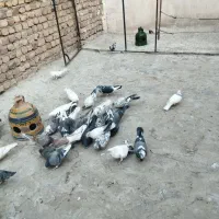 کفتر حسابی