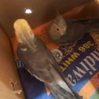 عروس هلندی جفت