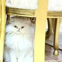 گربه سفید پرشین