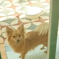 سگ پامر روباهی اصیل رنگ خاص