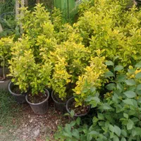 باغبانی و سمپاشی هرس کردن ازبین بردن علفهای هرز|خدمات باغبانی و درختکاری|کرمان, |دیوار