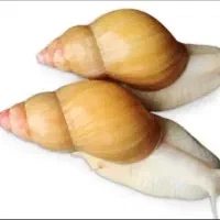 حلزون آچاتینا آلبینو|خزنده|مرودشت, علیآباد|دیوار