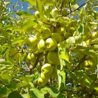 سیب درجه 1و2رو درختی