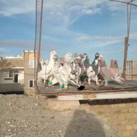 پرنده۲۵تای|پرنده|سبزوار, قدس|دیوار