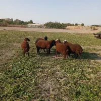 بره نر  افشار داشتی|حیوانات مزرعه|محمدشهر, محمدشهر|دیوار