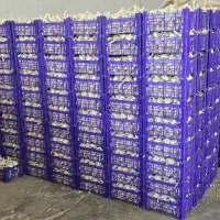 نیروی کار برای سوله سیر