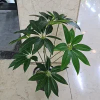 درختچه های مصنوعی وارداتی|گل مصنوعی|تهران, ابوذر|دیوار