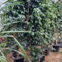 بنجامین بلک پایه دار