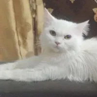 گربه اسم برفی پرشین  اصیل سفید  ماده ۱۰ ماهه