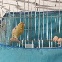 قناری|پرنده|پاکدشت, پاکدشت (مامازند)|دیوار