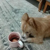 واگذاری سگ پامرین،اسپیتز