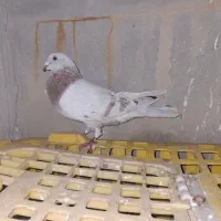 کفتر قلدر جنگی