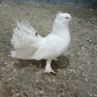 کبوتر دم چتری