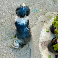 شیتزو عروسکی ماده|سگ|رشت, گلسار|دیوار