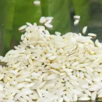 عنبربو عطری امساله