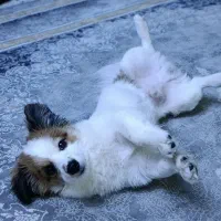 سگ نر|سگ|بیرجند, |دیوار