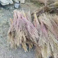 جارو نظافت|لوازم نظافت|روانسر, |دیوار