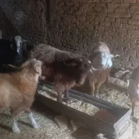چبش چاق