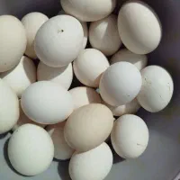 مرغ و تخم مرغ محلی