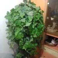 درختچه|گل مصنوعی|اهواز, کوی مهدیس|دیوار