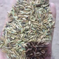 شلتوک خریدارم