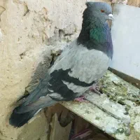 کفتر سبز پرشی نر حسابی