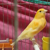 قناری ماده آماده پرتقالی