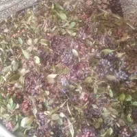 زرشک کوهی تازه