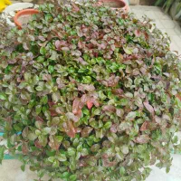 گل طبیعی|گل و گیاه طبیعی|شیراز, تندگویان|دیوار