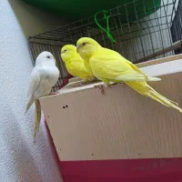 مرغ عشق هلندی فول بادی گرید A|پرنده|شاهینشهر, شهرک گلدیس|دیوار