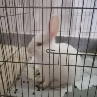 خرگوش|موش و خرگوش|سبزوار, شرق کال عیدگاه|دیوار