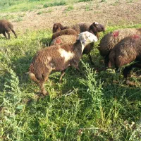 بره ماده بروجردی